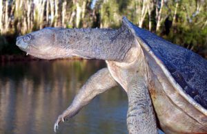 Fitzroy river turtle