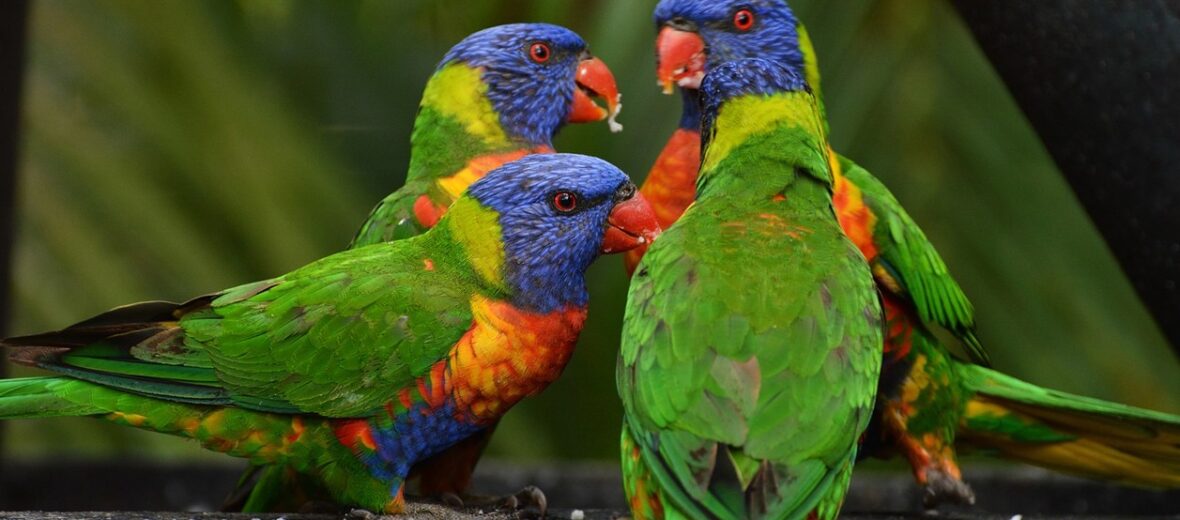 lorikeet