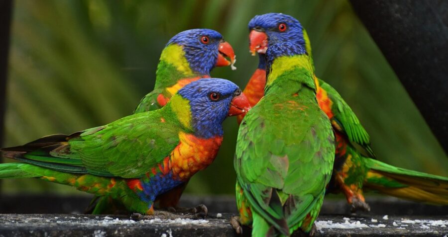 Say Hello to the Beautiful Lorikeet | Critter Science