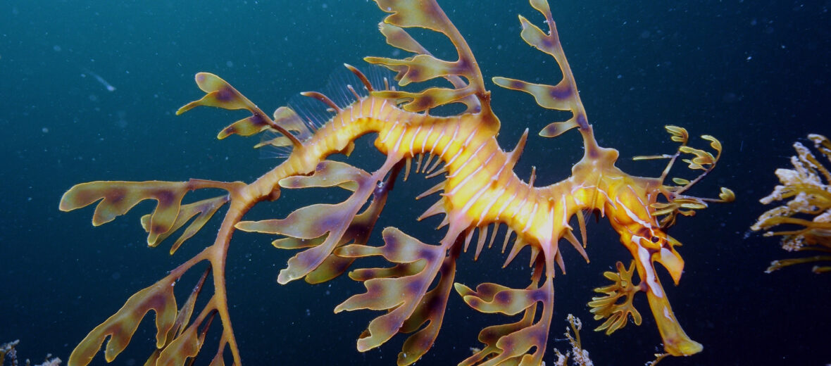 leafy sea dragon