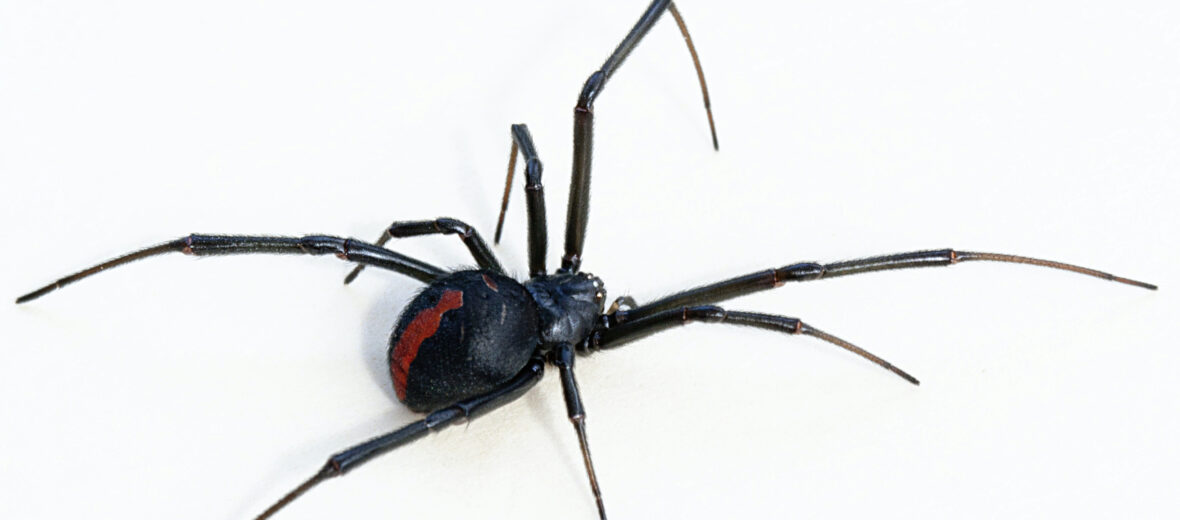 redback spider