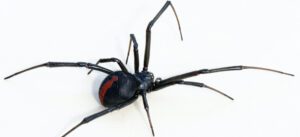 redback spider