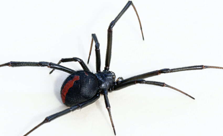 redback spider