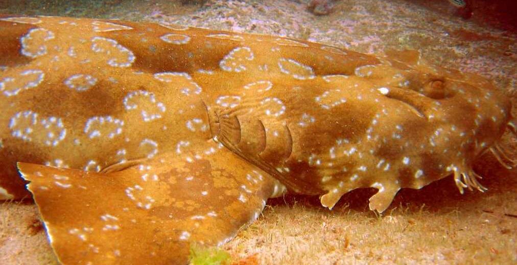 spotted wobbegong