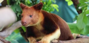 tree kangaroo