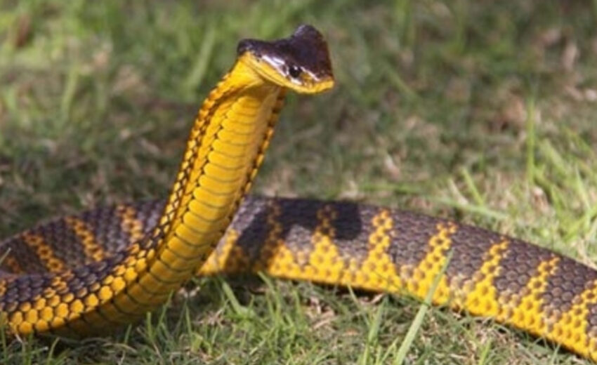 tiger snake