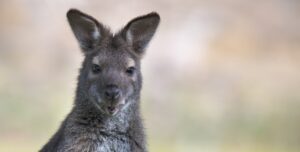 wallaby