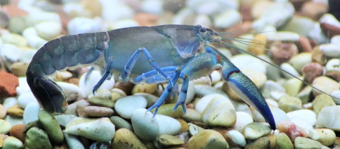 yabby