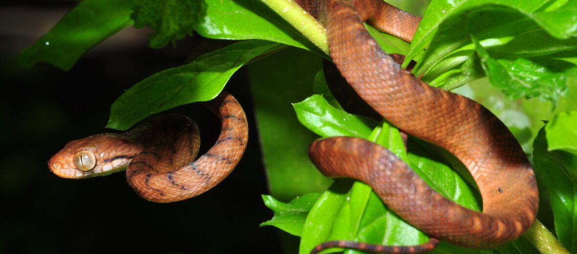 brown tree snake