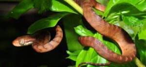 brown tree snake