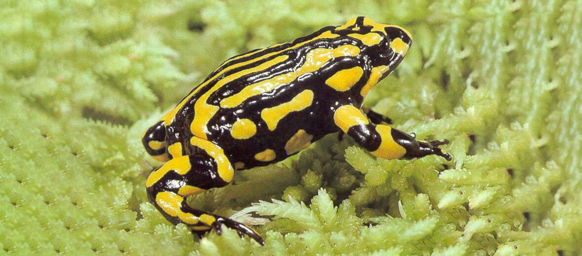 corroboree frog