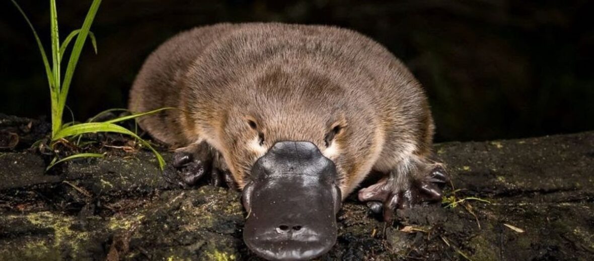 duck billed platypus