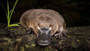 duck billed platypus