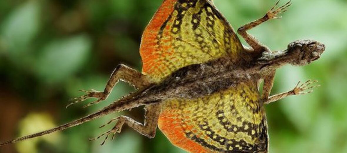 flying dragon lizard