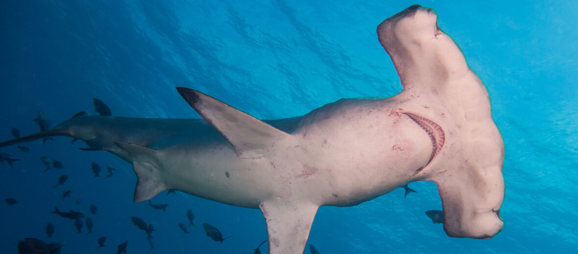 hammerhead shark eating people