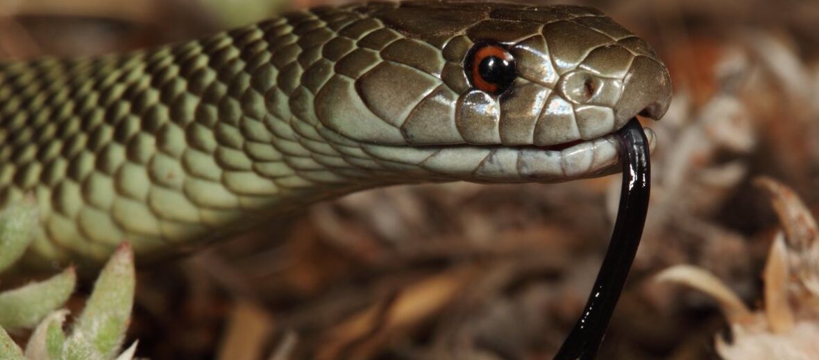 mulga snake, Critter Science