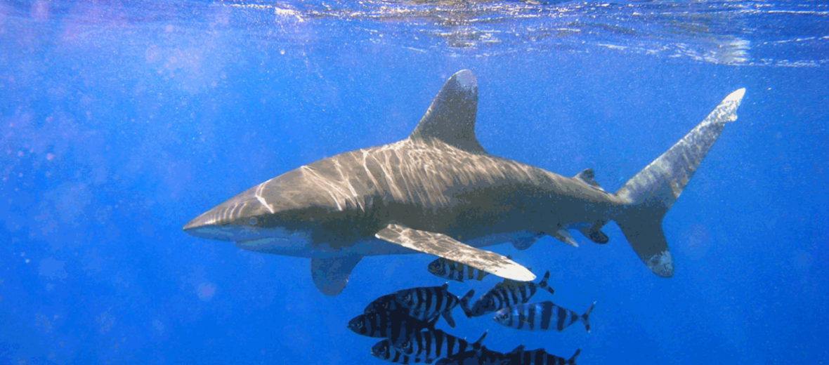 oceanic white tipped shark