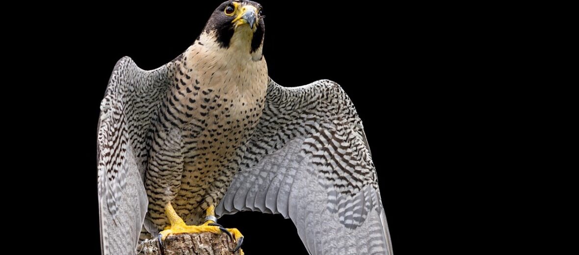 peregrine falcon, Critter Science