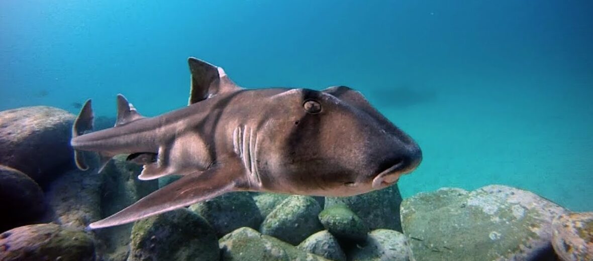 Port Jackson shark