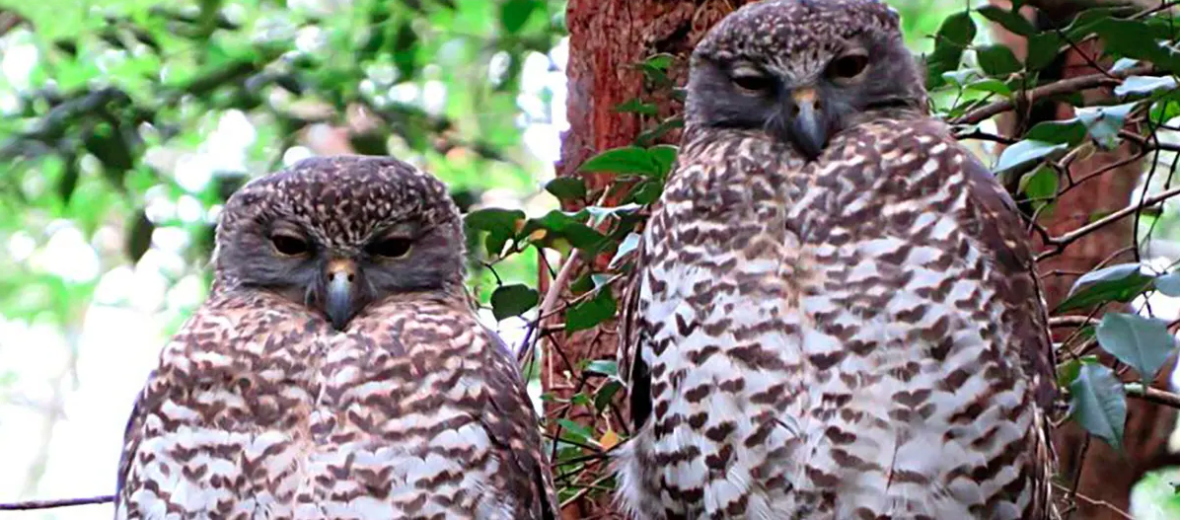 powerful owl