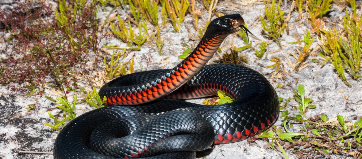 red-bellied black snake, Critter Science