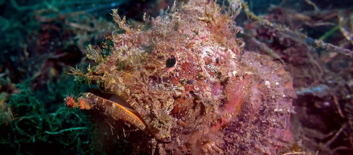 stonefish, Critter Science