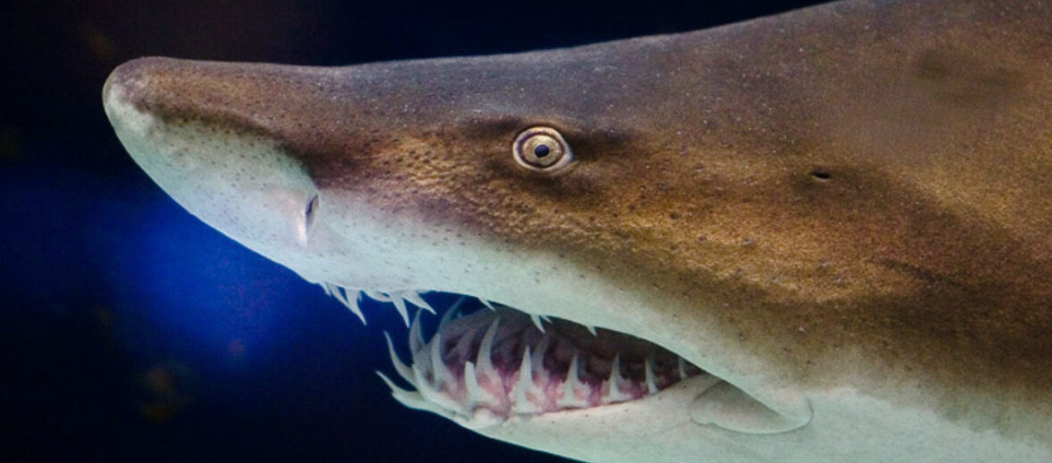 sand tiger shark