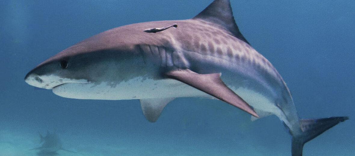 tiger shark