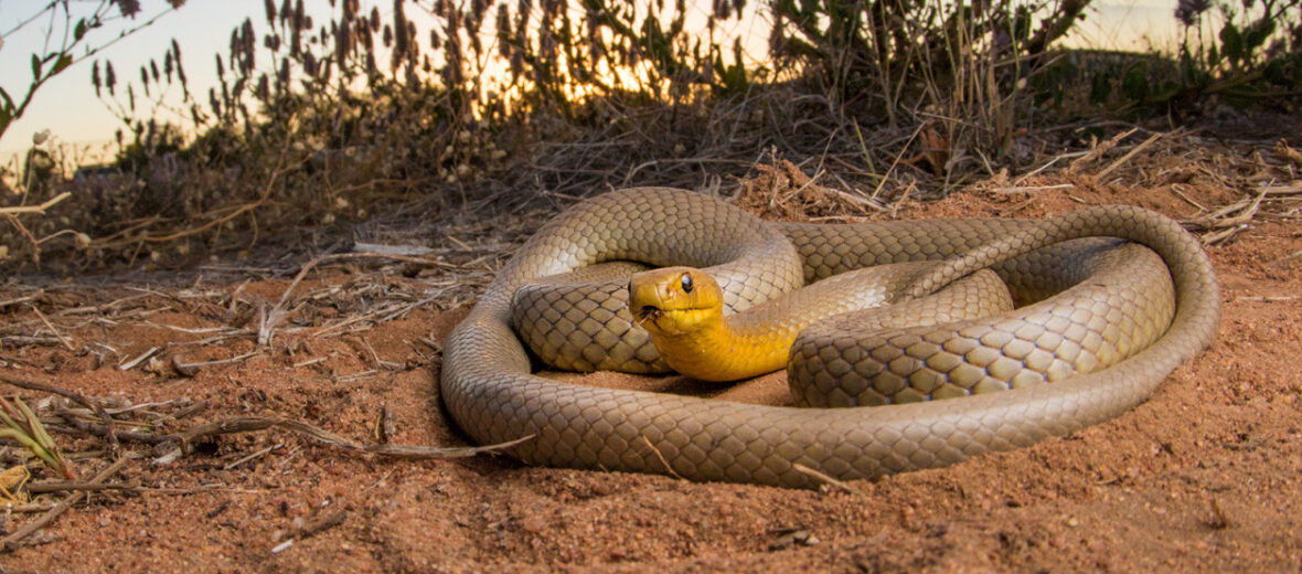 western brown snake