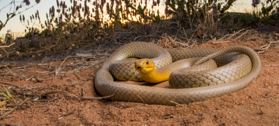 The Venomous Western Brown Snake | Critter Science