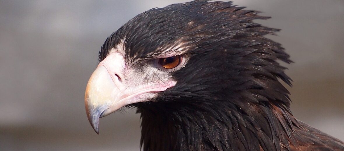 wedge-tailed eagle