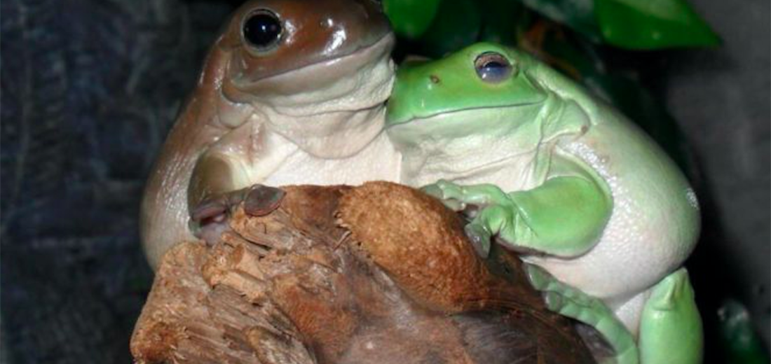 white's tree frog, Critter Science