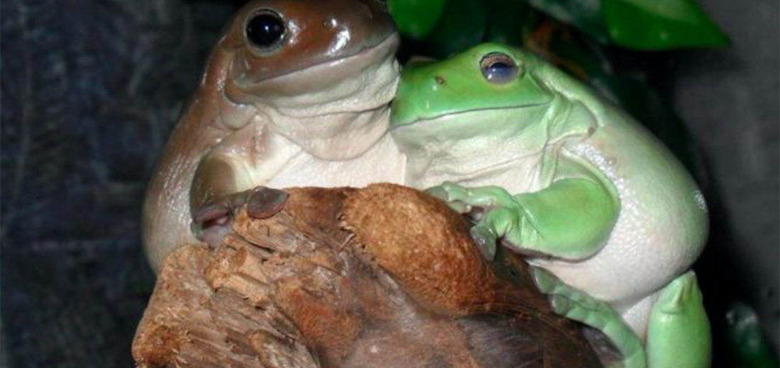 White's Tree Frog