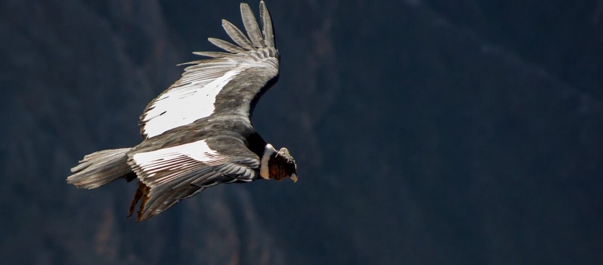 Andean condor