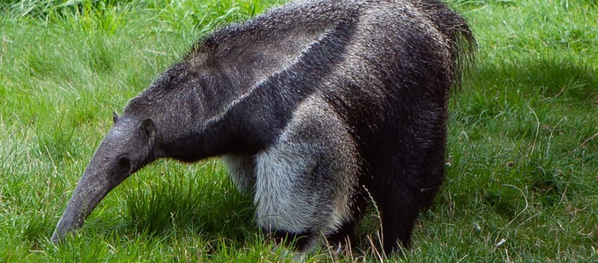 The Anteater | Critter Science