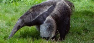 anteater
