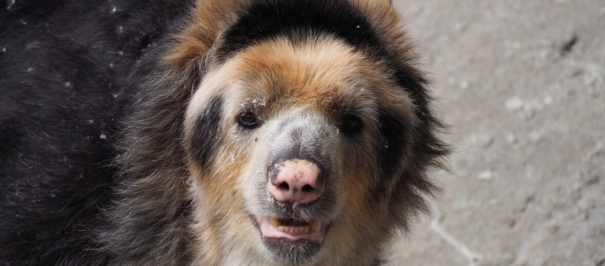 Andean spectacled bear