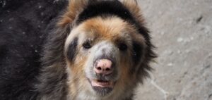 Andean spectacled bear