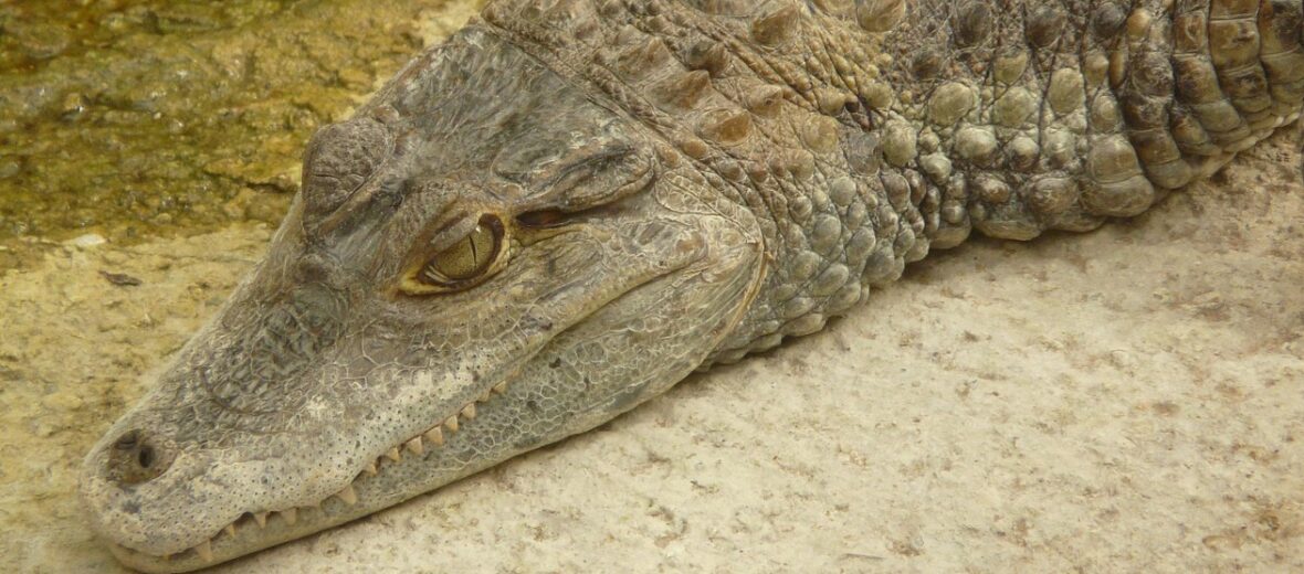 The Amazon's Crocodilian... the Caiman | Critter Science