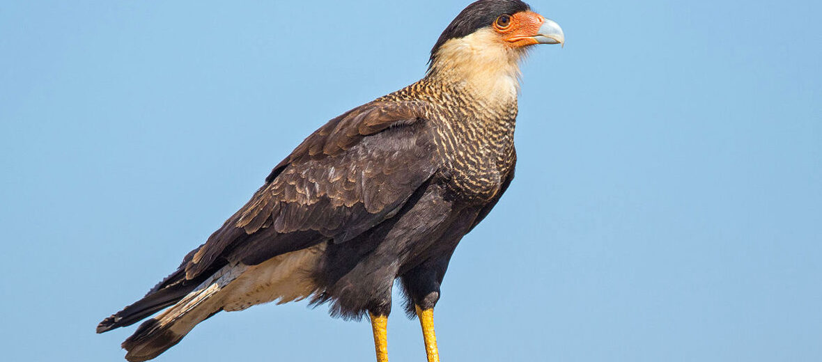 crested caracara