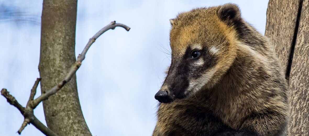 coati