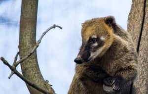 coati