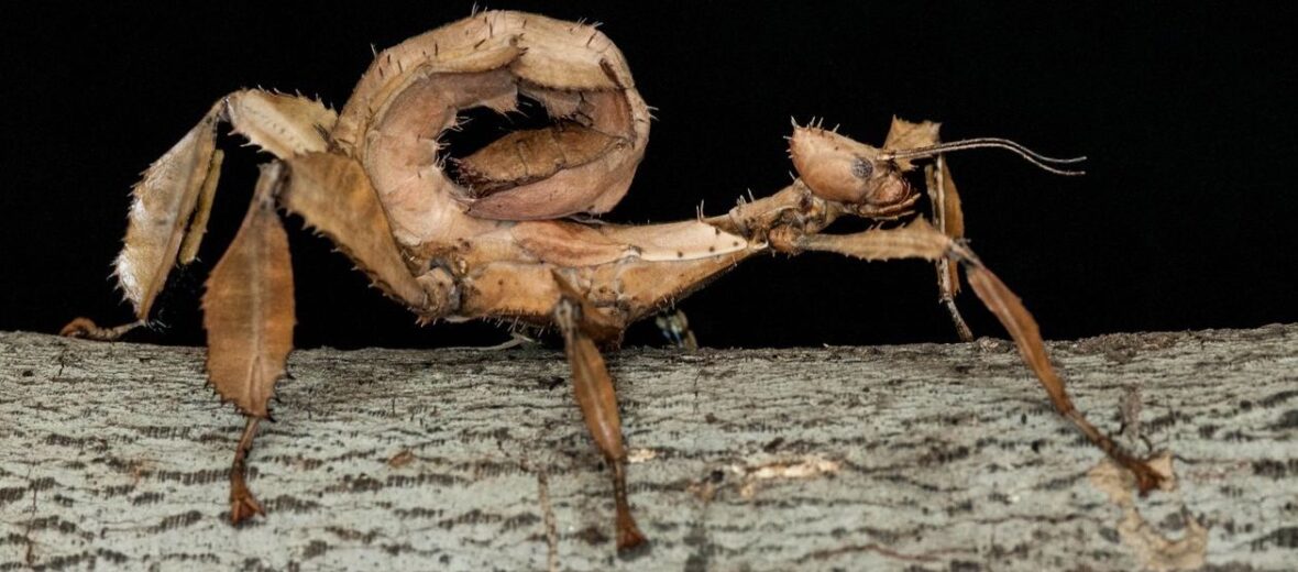 Giant Prickly Stick Insect - Georgia Aquarium