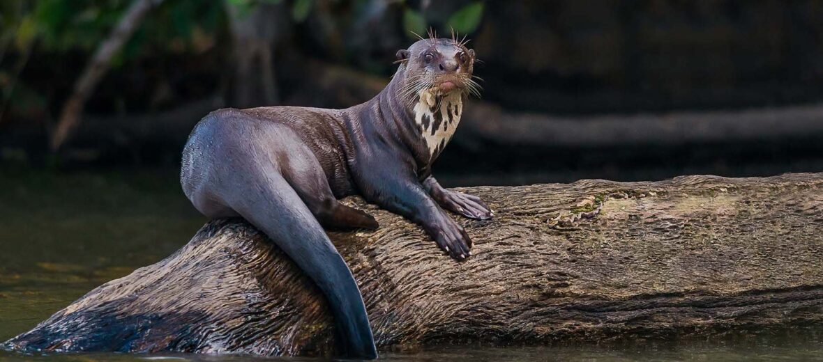 giant river otter