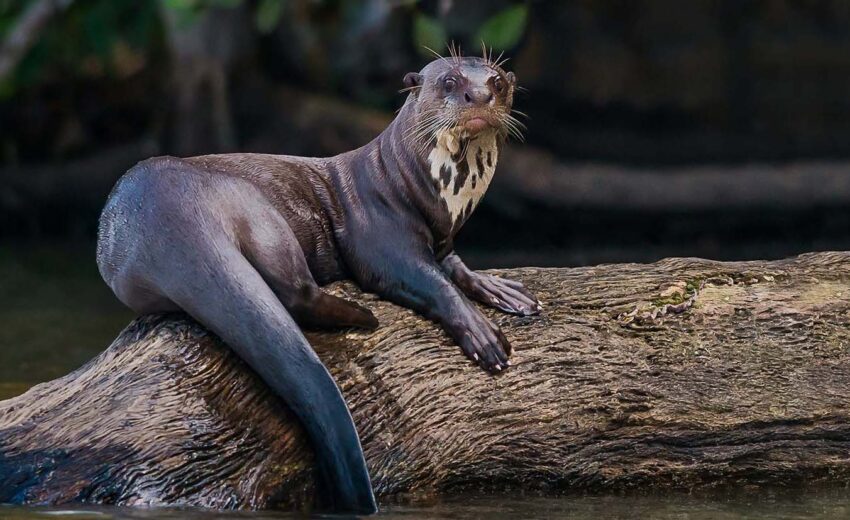 giant river otter