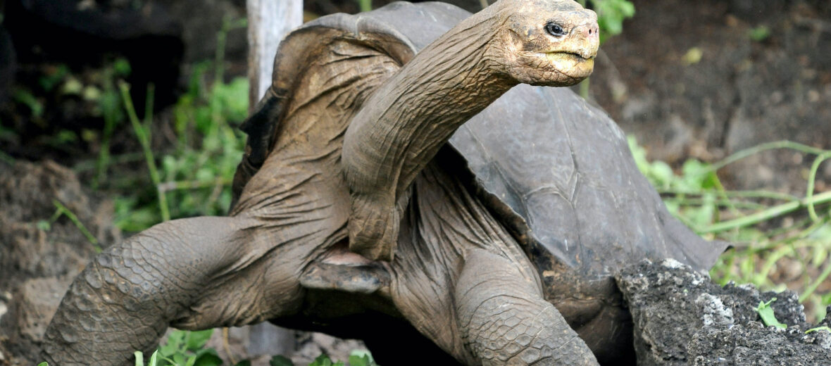 Galápagos tortoise, Critter Science