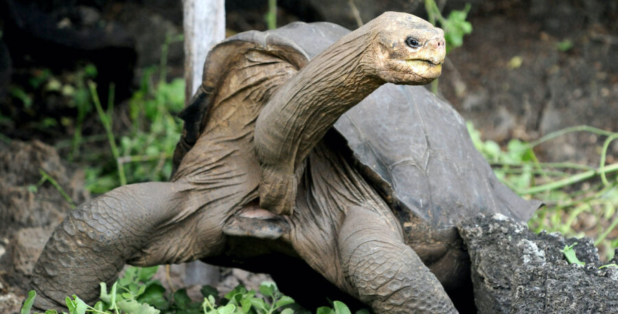 The Giant Galápagos Tortoise 