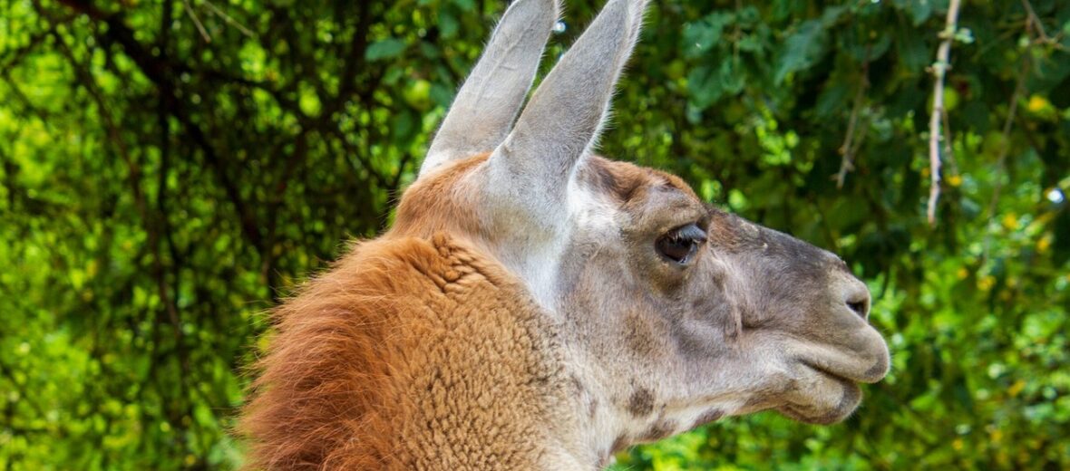 guanaco