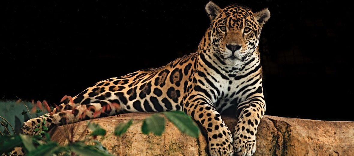 Jaguar, Species