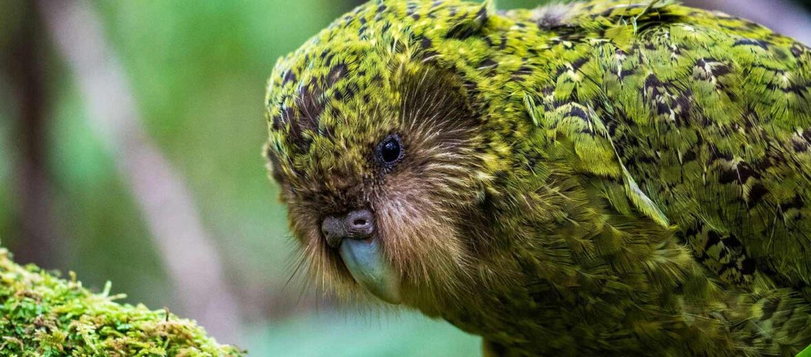 kakapo bird